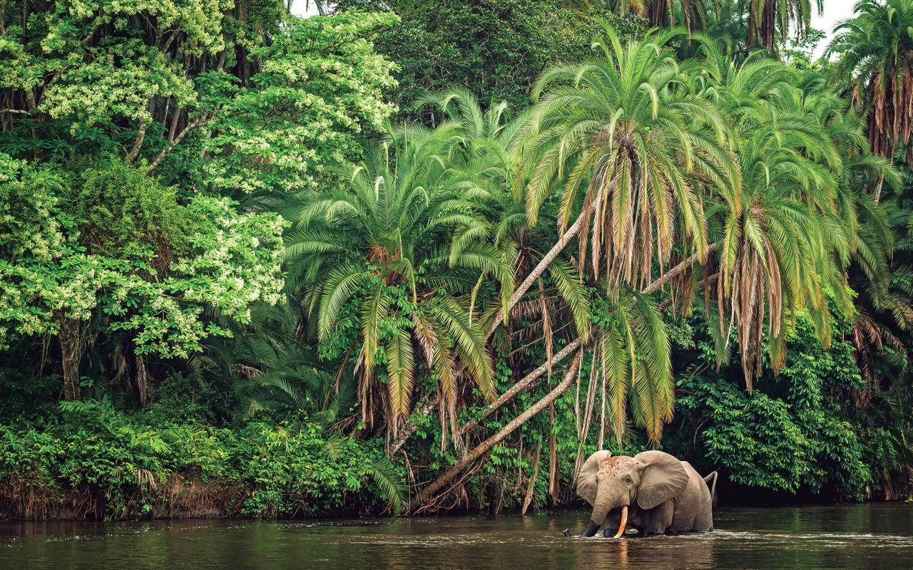 Le Parc national dOdzala Kokoua en République du Congo le poumon vert