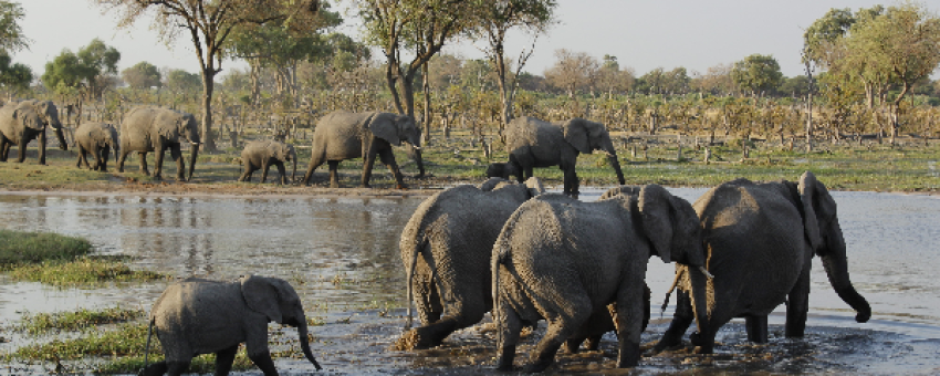 hydrating elephants - Travel creations Botswana