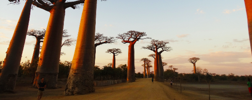 La fameuse Allée des Baobabs de Morondava - R.ArtWan