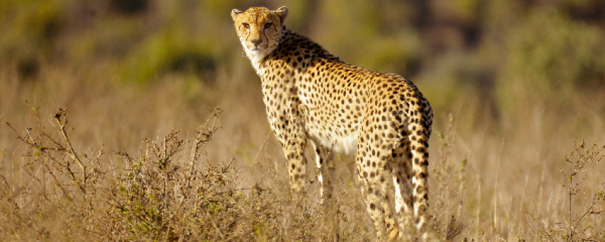 Cheetah - @lordstowntravel
