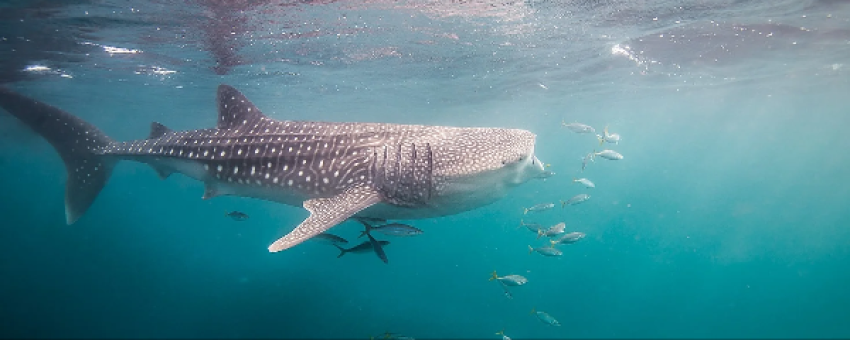 Requin baleine - Requin baleine