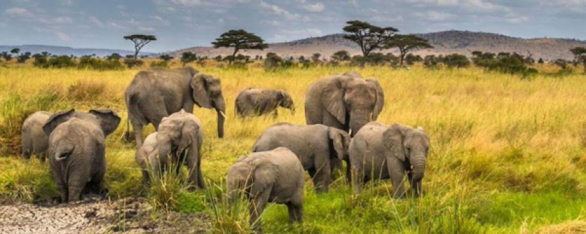 Safari Short and Sweet - African Scenic Safari
