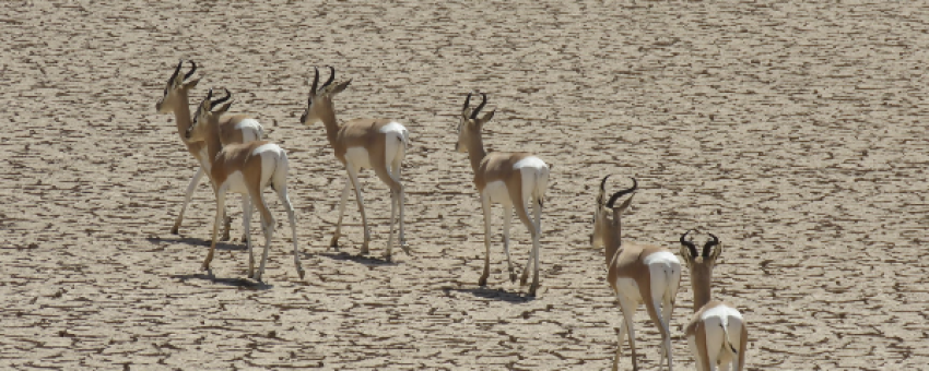 Gazelles de Pelzen - Photo B et J Lips