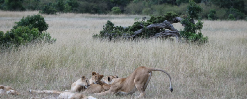 Les Lions s'amusent dans la réserve nationale du Masai Mara - Kiboko Tours and Travel