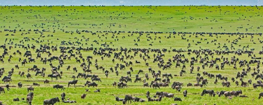 Serengeti National Park - Google
