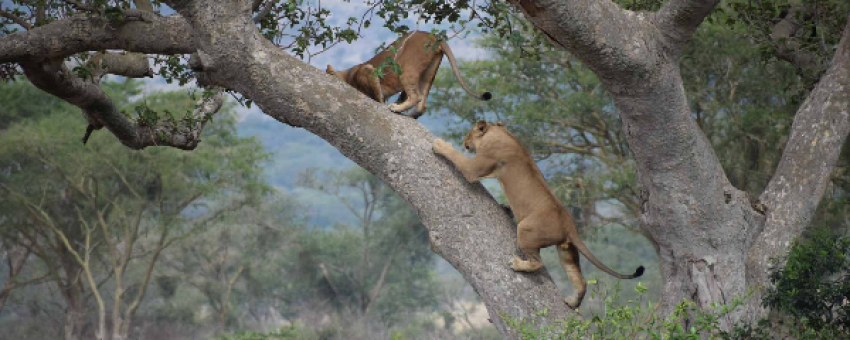 Tree climbing lions in Ishasha Sector, Queen Elizabeth National Park - Pamoja Safaris Uganda