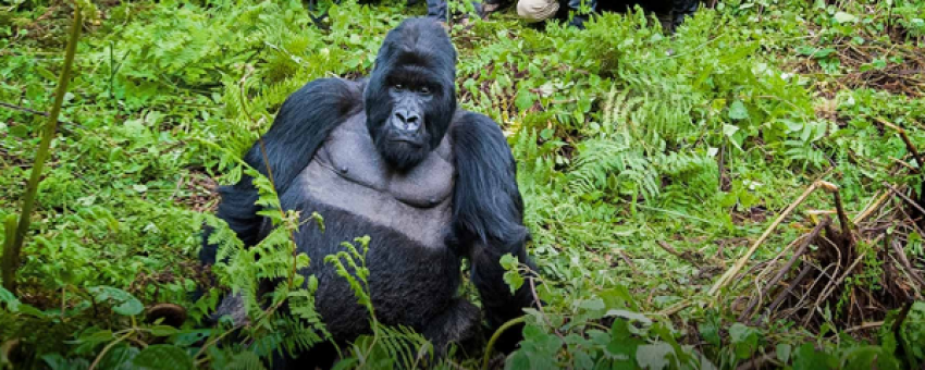 Mountain Gorilla Trekking in Bwindi Impenetrable Forest National Park - Pamoja Safaris Uganda