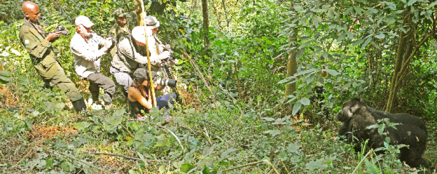 Gorilla Trekking in Mgahinga NP - Pamoja Safaris Uganda