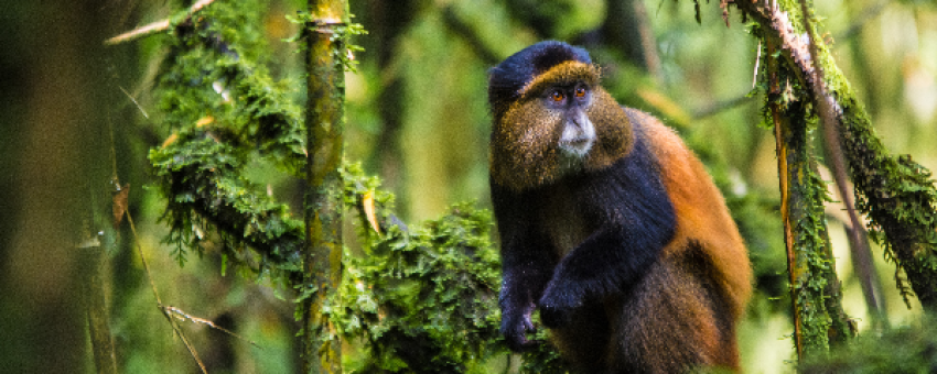 Golden monkey trekking in Mgahinga Gorilla National Park - Pamoja Safaris Uganda