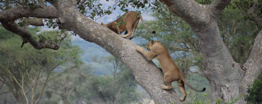 The famous rare tree climbing lions in Ishasha Sector - Pamoja Safaris Uganda