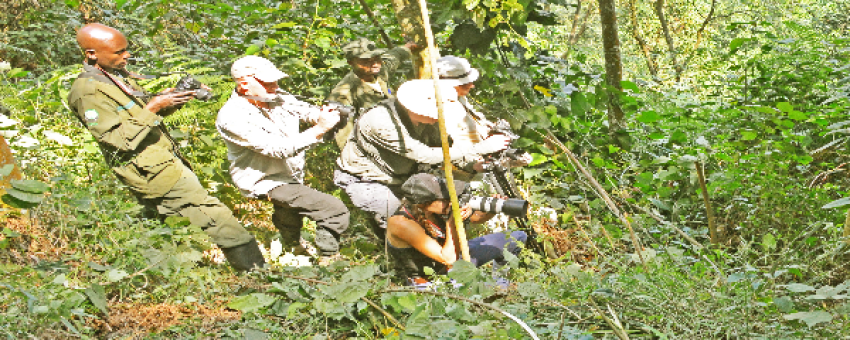 Gorilla habituation experience in Bwindi Impenetrable Forest National Park - Pamoja Safaris Uganda