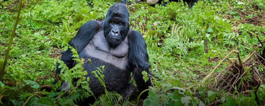 Gorilla experience in Bwindi Impenetrable Forest National Park - Pamoja Safaris Uganda