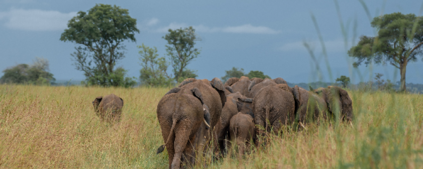 Game drives in Murchison Falls National Park - Pamoja Safaris