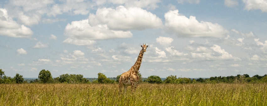 The rare Roth'schild giraffe in Murchison Falls National Park - Pamoja Safaris Uganda