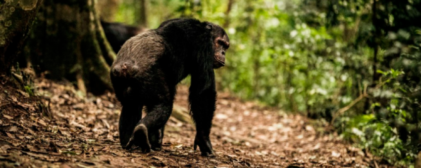 Chimpanzee trekking experience in Budongo Forest Reserve - UWA