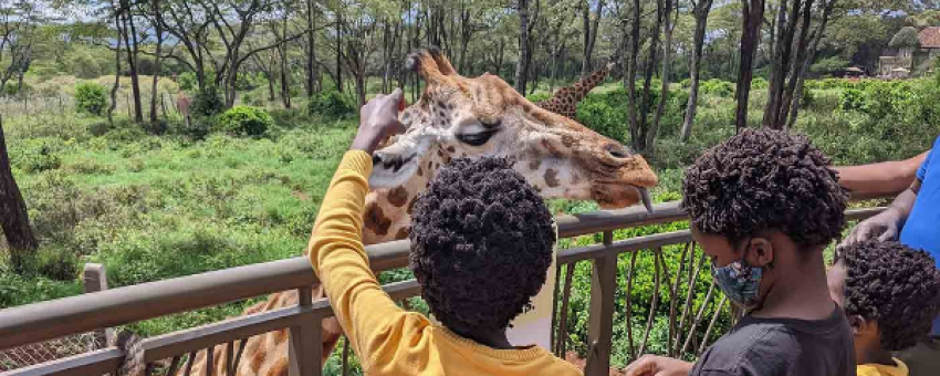 Nairobi Giraffe Center - NGC