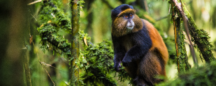 Golden monkey trekking experience - RDB