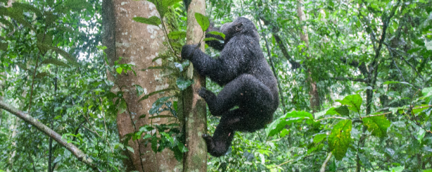 Gorilla trekking experience in Bwindi Impenetrable Forest National Park - Pamoja safaris