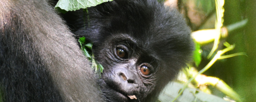 Baby Gorilla during a trekking experience in bwindi Impenetrable Forest National Park - Pamoja Safaris