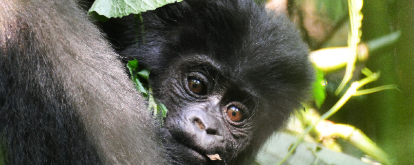 Gorilla trekking - Pamoja Safaris