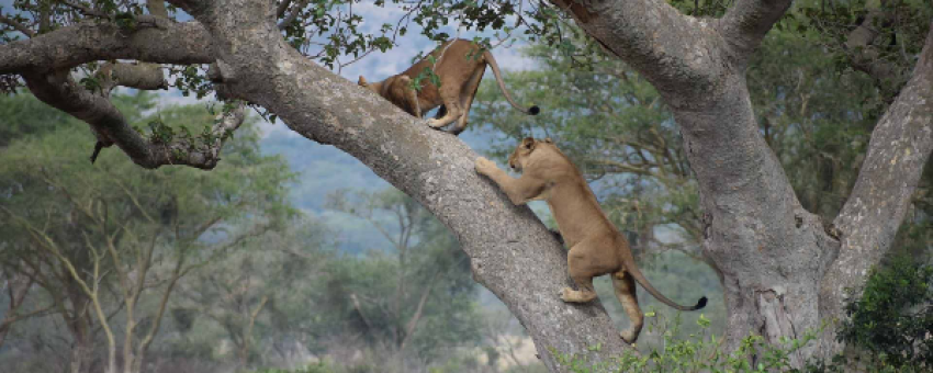 Tree Climbing Lions in Ishasha Sector, Queen Elizabeth National Park - UWA