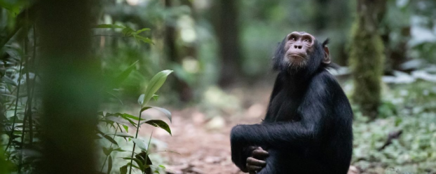 Chimpanzee tracking - UWA