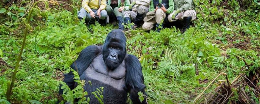 Gorilla trekking - UWA