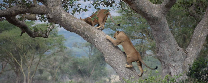 Tree climbing lions in Ishasha Sector - UWA