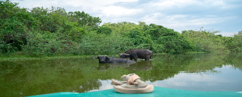 Boat cruise on Lake Mburo - Pamoja Safaris