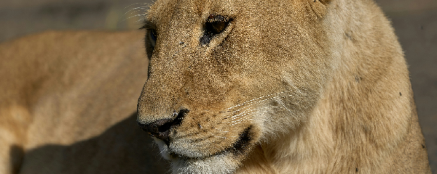 lioness in serengeti - Meseno Adventures