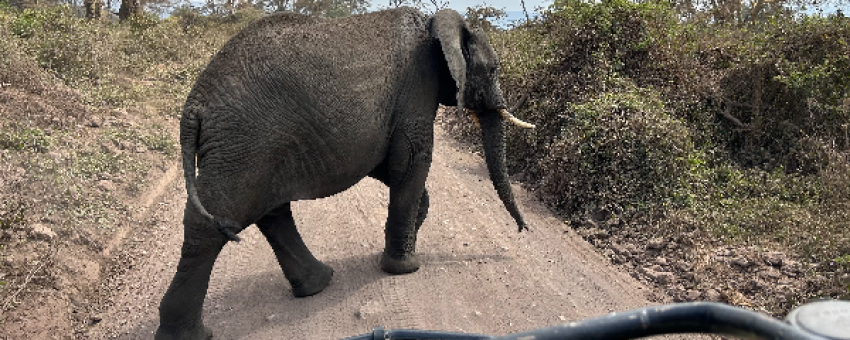 elephant tarangire - meseno adventures