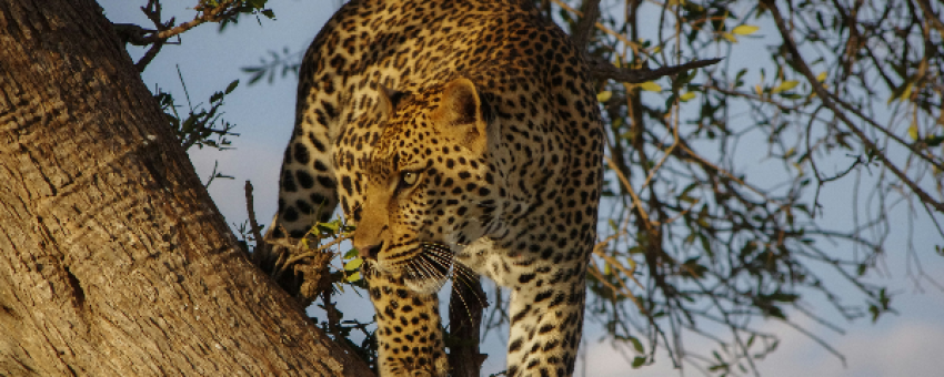 leopard on tree - meseno