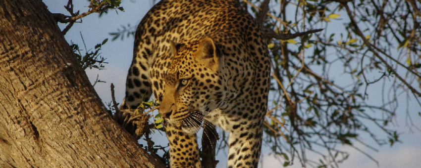 leopard on tree - meseno