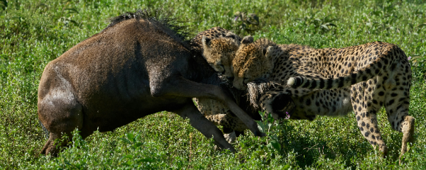 cheetah hunting - meseno