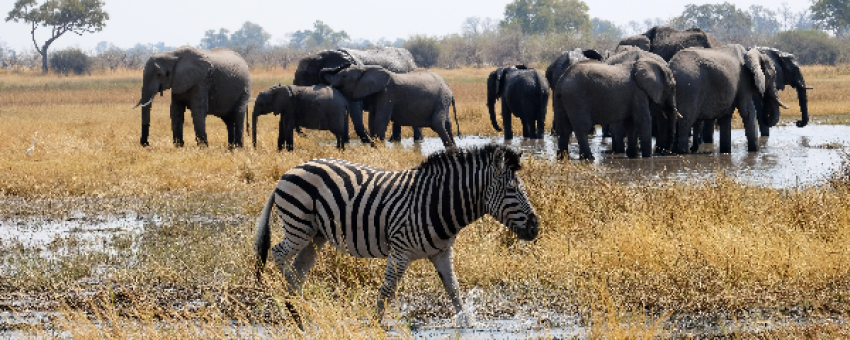 OKAVANGO EXPLORATION SAFARIS - OKAVANGO EXPLORATION SAFARIS