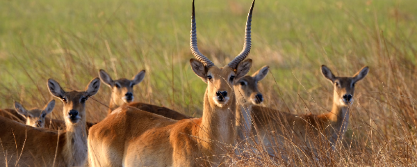 OKAVANGO EXPLORATION SAFARIS - OKAVANGO EXPLORATION SAFARIS