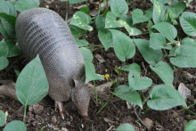 Armadillo in the garden of Hotel Capitán Suizo - Hotel Capitán Suizo