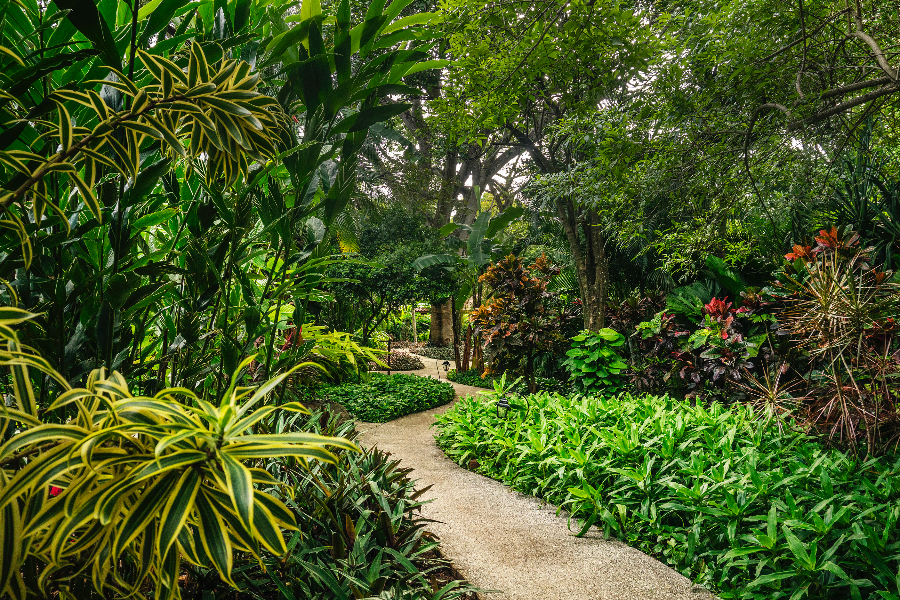 The garden of Hotel Capitán Suizo - Hotel Capitán Suizo