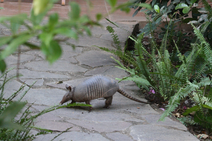 Armadillo in the garden of Hotel Capitán Suizo - Hotel Capitán Suizo