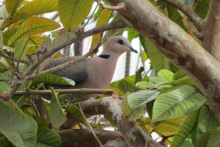 afican collared - mili adventure africa