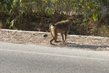 Monkey crossing - mili adventure africa