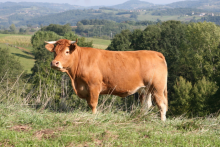 La vache limous - ©La-viande. fr