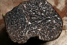 Truffe noire du - ©DR