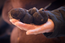 Truffe du Périg - ©dr
