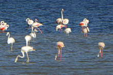 Flamants roses au lac Abbé - xxxxxxx