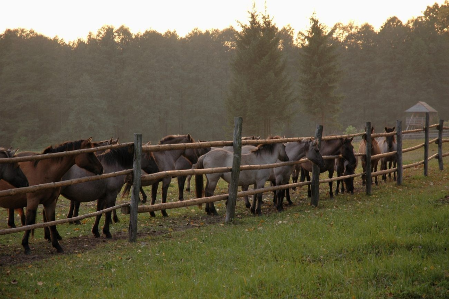 The Janowskie Forests - Lublin Regional Tourist Organisation