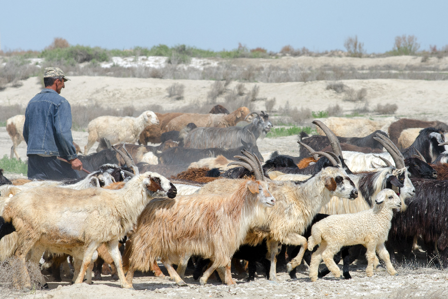 Uzbek shepherd in the middle of sheep and goat herd - 1403212370