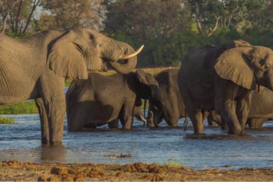 Elephants quench their thirst at a hippo pool in Moremi Game Reserve - Walking Stick Travel and Tours