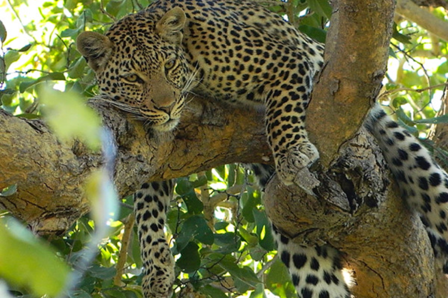 A leopard rests in a tree to escape the mid-day heat and threats like lions and hyenas - http://www.walkingsticksafaris.com