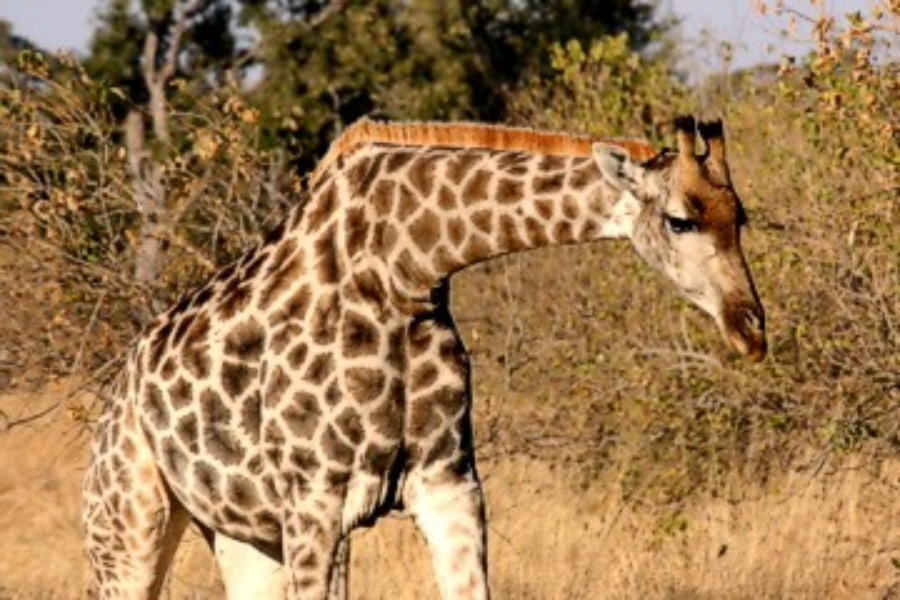 Giraffes are one of many African mammals often seen in the wilderness of Botswana - http://www.walkingsticksafaris.com